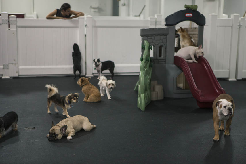 D Pet Hotels Manhattan Sideways